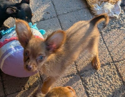 Les chiots de Russkiy Toy (Petit Chien Russe)