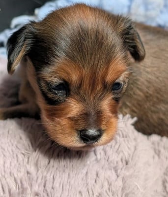 Les chiots de Russkiy Toy (Petit Chien Russe)