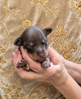 Les chiots de Russkiy Toy (Petit Chien Russe)