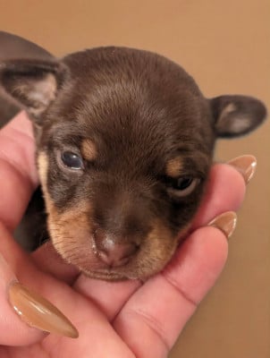 Les chiots de Russkiy Toy (Petit Chien Russe)