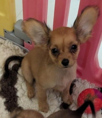 Les chiots de Russkiy Toy (Petit Chien Russe)