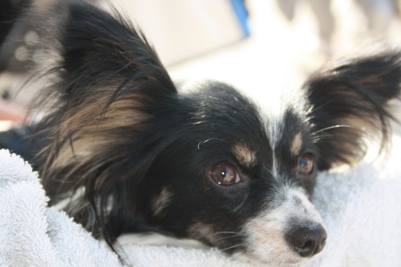 Elisa bella du Royaume des Anges - 1er excellent