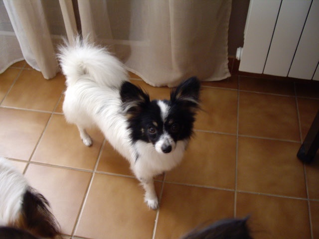 Elisa bella du Royaume des Anges - MIELLEUR JEUNE 1er EXECELENTE