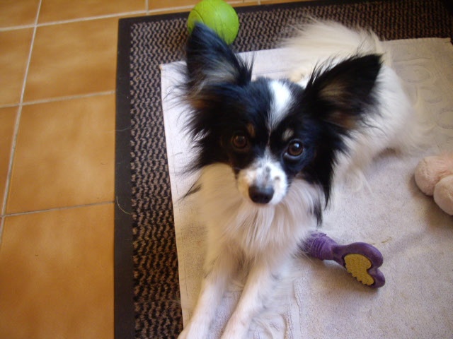 Elisa bella du Royaume des Anges - 1er excelente jeune