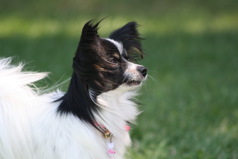 Elisa bella du Royaume des Anges - 2em excellente en speciale + tan 15/15