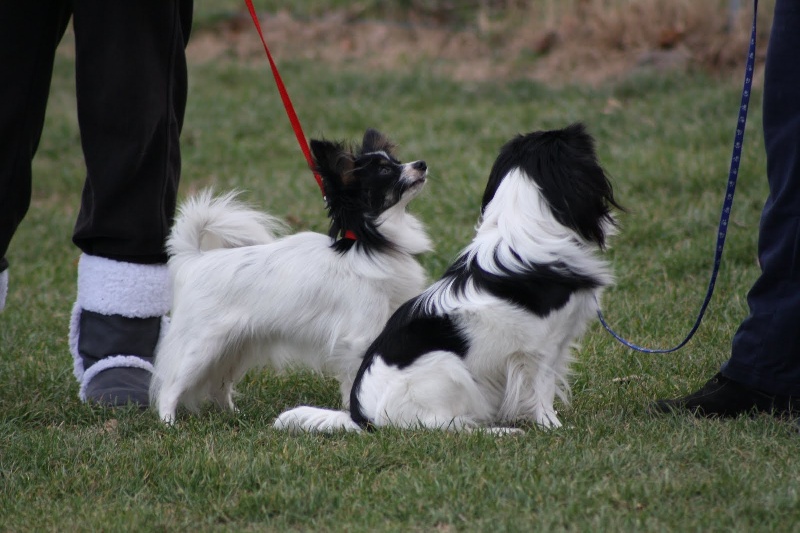 Elisa bella du Royaume des Anges - 1er excellente et meilleur jeune