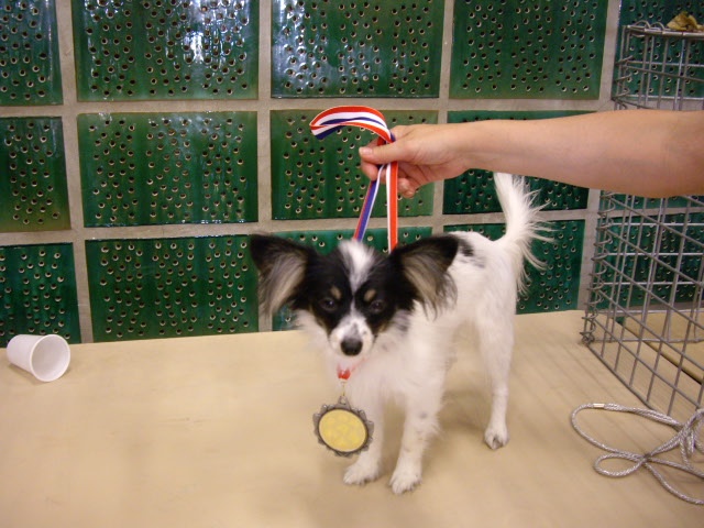 Elisa bella du Royaume des Anges - trés prometteur