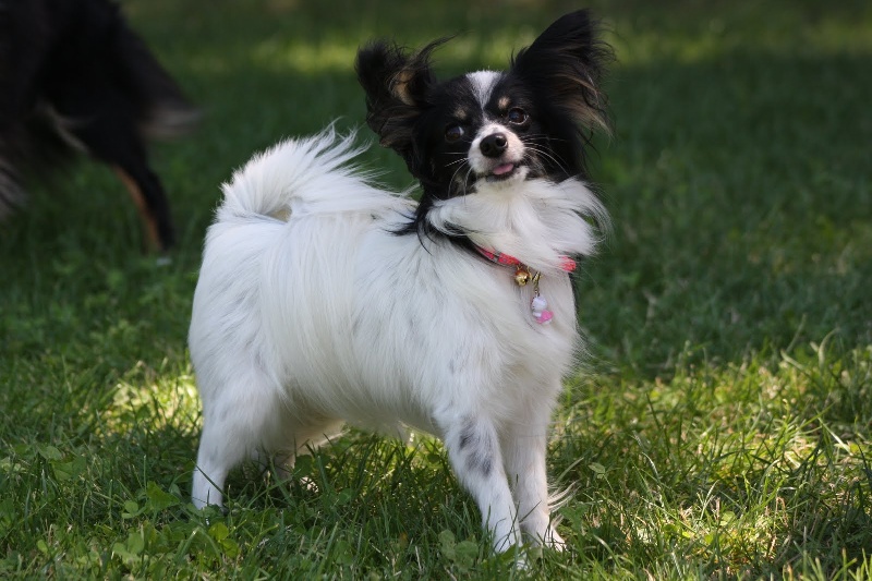 Elisa bella du Royaume des Anges - 1er excellente cacs