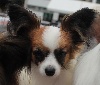 J'by lévana -edina au Royaume D'ultra -  1er très prometeur  BST puppy