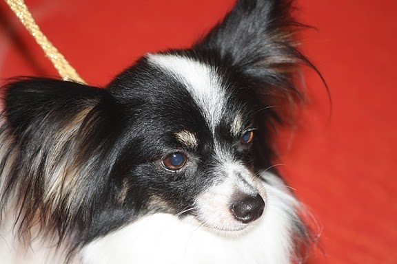 Elisa bella du Royaume des Anges - 1er excellente + recommandé 4