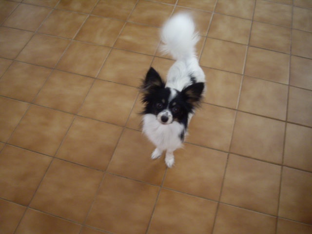 Elisa bella du Royaume des Anges - 2e excelente jeune