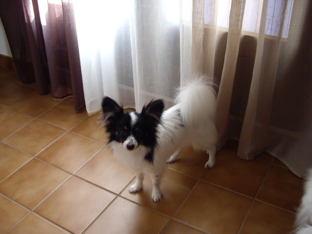 Elisa bella du Royaume des Anges - trés prometeur classe puppy