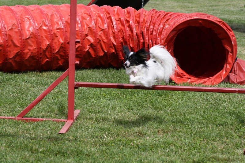Elisa bella du Royaume des Anges - 1er excellente
