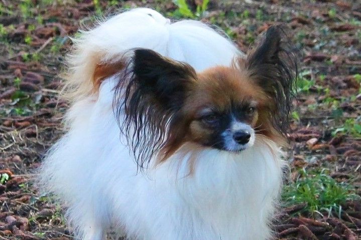 Oh'fanny De La Vallée Du Papillon - 1er excellent en jeune en plus 2k500g