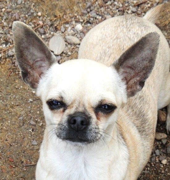 Publication : du Paradis des P'tits Cracks Auteur : MAGALI DUVAL