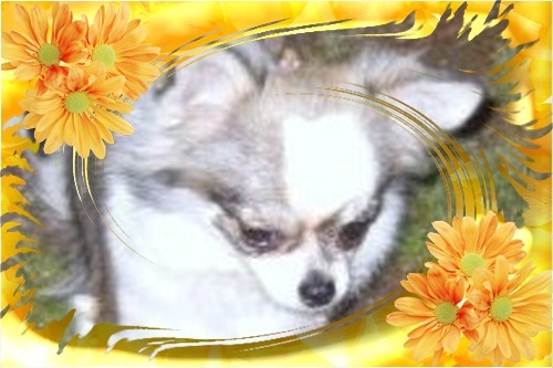 Publication : du Paradis des P'tits Cracks Auteur : MAGALI DUVAL