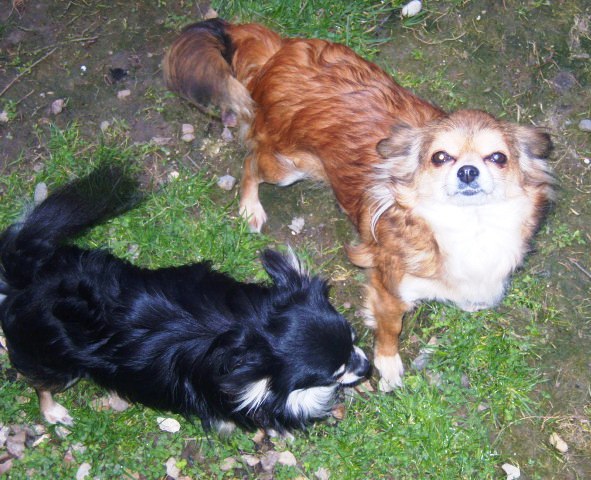 Publication : du Paradis des P'tits Cracks Auteur : Magali. Duval.