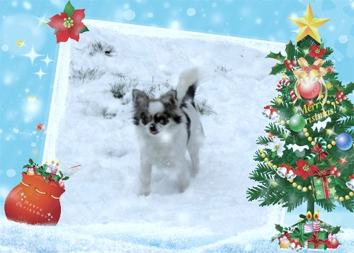 Publication : du Paradis des P'tits Cracks Auteur : MAGALI DUVAL