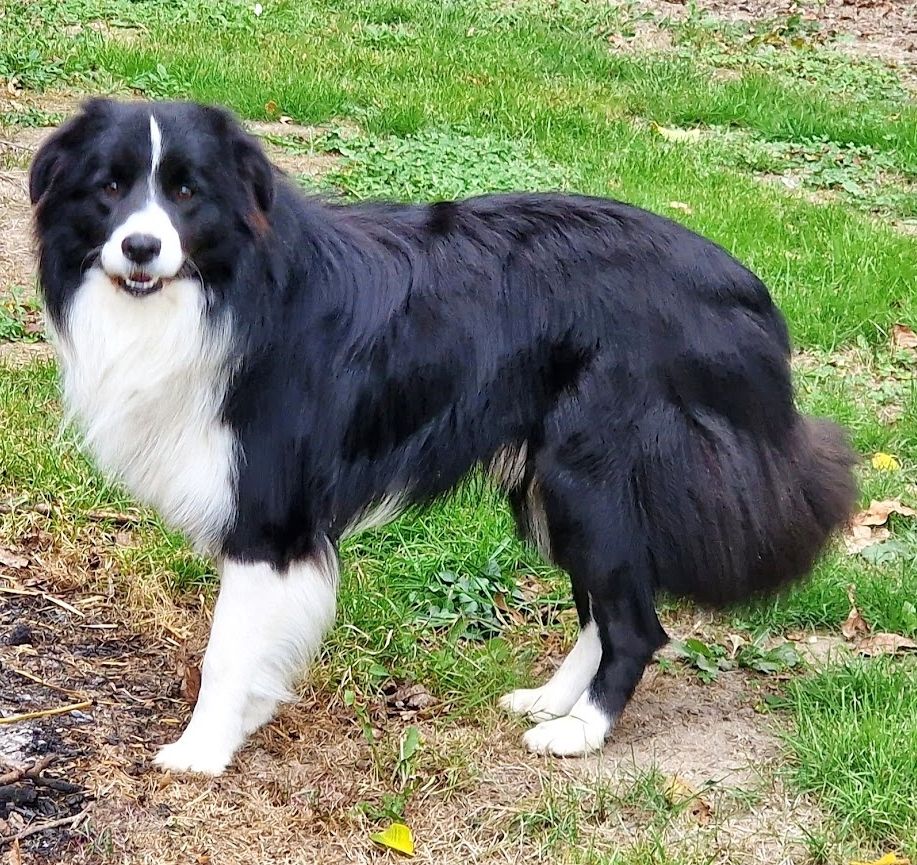 Publication : du Paradis des P'tits Cracks Auteur : Magali Duval