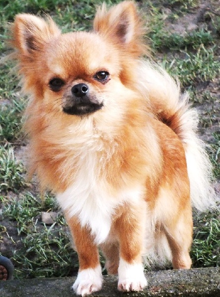 Publication : du Paradis des P'tits Cracks Auteur : MAGALI DUVAL