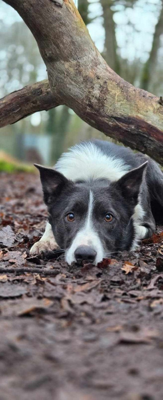 * vital tiplouf * from flying colors borders