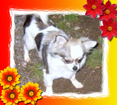 Publication : du Paradis des P'tits Cracks Auteur : MAGALI DUVAL