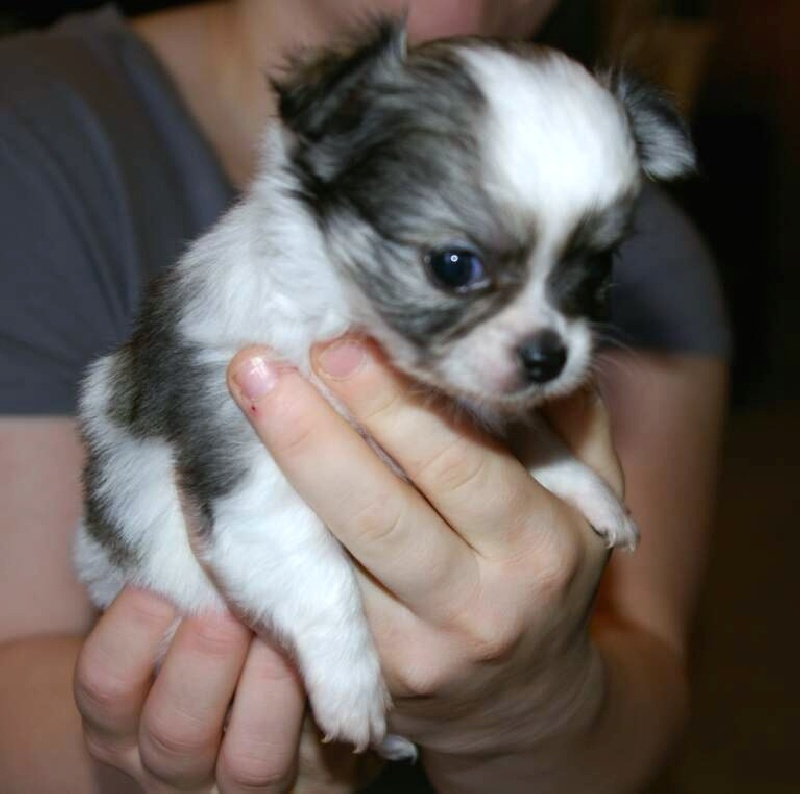 Publication : du Paradis des P'tits Cracks Auteur : MAGALI DUVAL