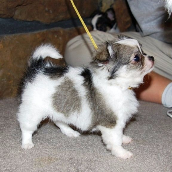 Publication : du Paradis des P'tits Cracks Auteur : MAGALI DUVAL