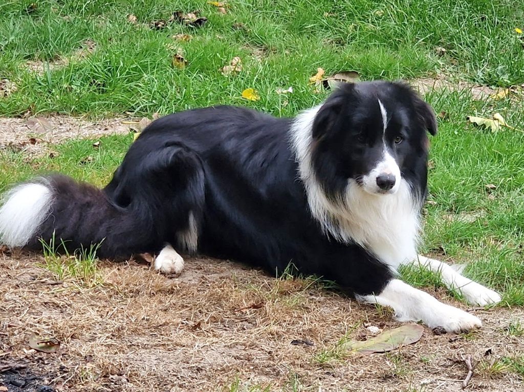 Publication : du Paradis des P'tits Cracks Auteur : Magali Duval