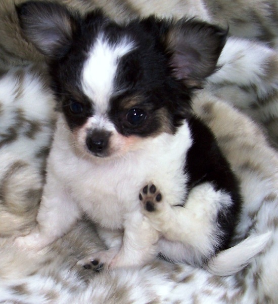 Publication : du Paradis des P'tits Cracks Auteur : MAGALI DUVAL