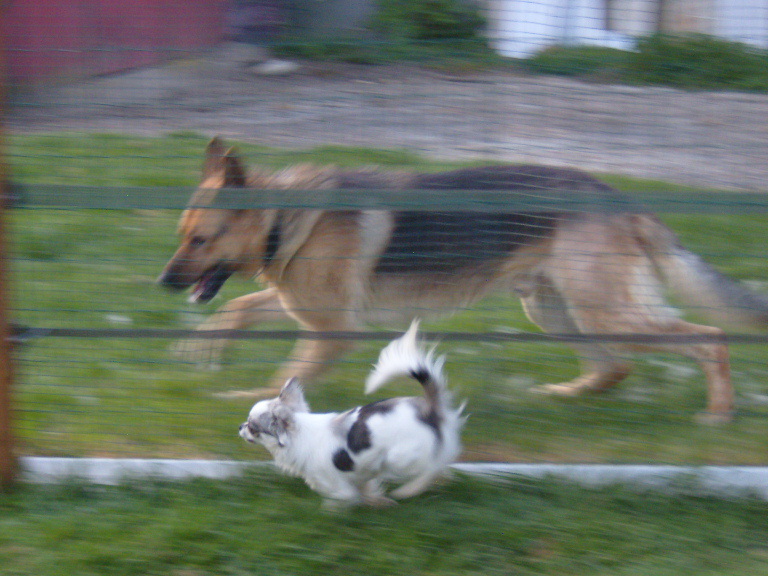 Publication : du Paradis des P'tits Cracks Auteur : MAGALI DUVAL