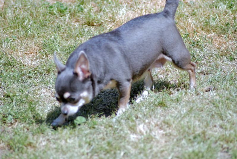 Publication : du Paradis des P'tits Cracks Auteur : Magali. Duval.