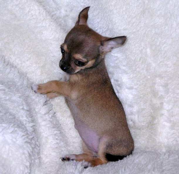 Publication : du Paradis des P'tits Cracks Auteur : Magali. Duval.