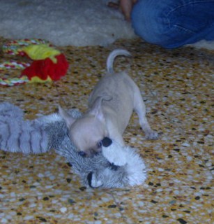 Publication : du Paradis des P'tits Cracks Auteur : MAGALI DUVAL