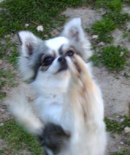 Publication : du Paradis des P'tits Cracks Auteur : MAGALI DUVAL