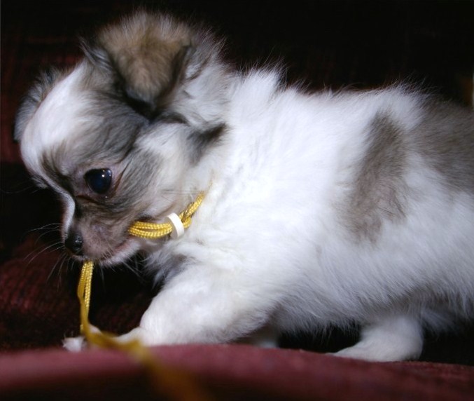 Publication : du Paradis des P'tits Cracks Auteur : MAGALI DUVAL