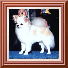 Publication : du Paradis des P'tits Cracks Auteur : MAGALI DUVAL