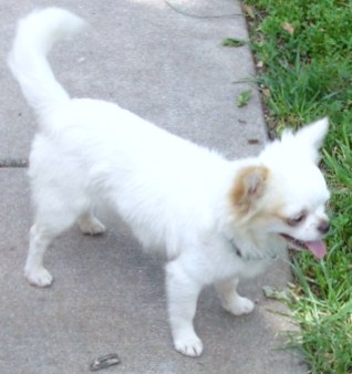 Publication : du Paradis des P'tits Cracks Auteur : MAGALI DUVAL