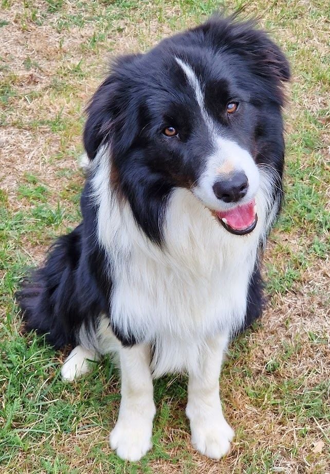 Publication : du Paradis des P'tits Cracks Auteur : Magali Duval