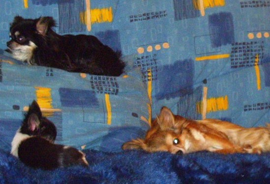 Publication : du Paradis des P'tits Cracks Auteur : Magali. Duval.