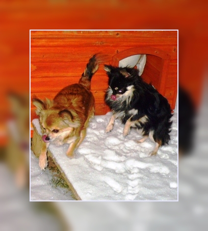 Publication : du Paradis des P'tits Cracks Auteur : Magali. Duval.