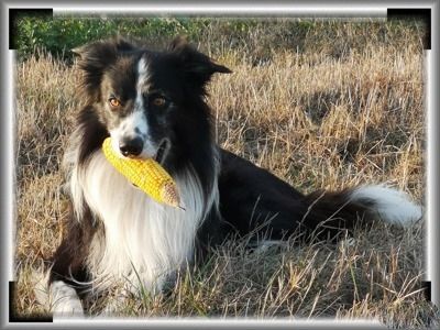 Publication : du Paradis des P'tits Cracks