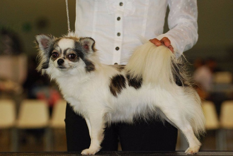 Publication : du Paradis des P'tits Cracks Auteur : MAGALI DUVAL