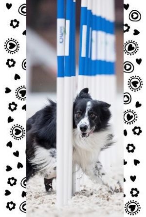 Publication : du Paradis des P'tits Cracks