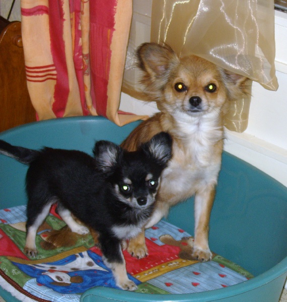 Publication : du Paradis des P'tits Cracks Auteur : Magali. Duval.