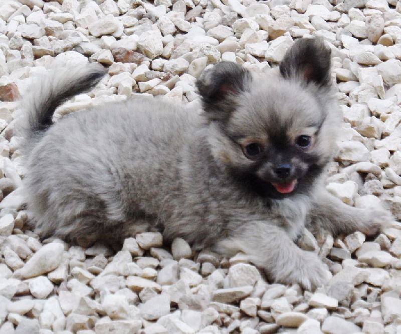 Publication : du Paradis des P'tits Cracks Auteur : MAGALI DUVAL