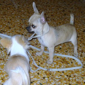 Publication : du Paradis des P'tits Cracks Auteur : MAGALI DUVAL