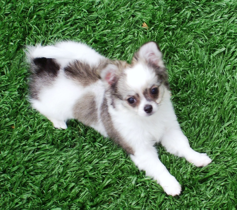 Publication : du Paradis des P'tits Cracks Auteur : MAGALI DUVAL