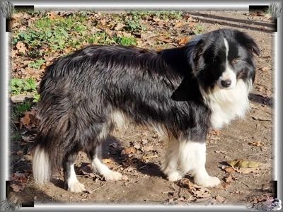 Publication : du Paradis des P'tits Cracks Auteur : Magali Duval