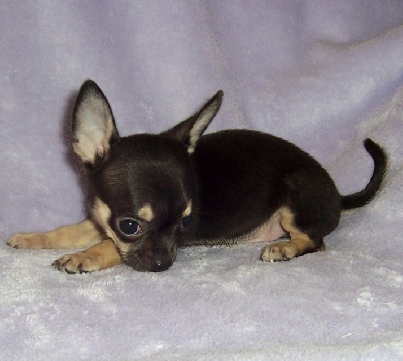 Publication : du Paradis des P'tits Cracks Auteur : MAGALI DUVAL